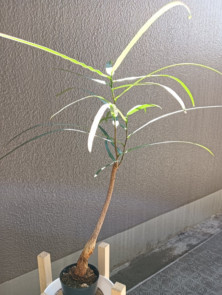 観葉植物 ブラキキトン ボトルツリー 2.5号 ポット インテリア
