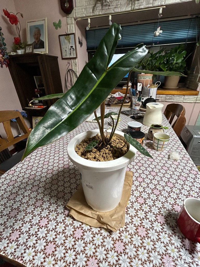 観葉植物 フィロデンドロン ビレッティアエ(ビレッタエ) 3.5号 レア