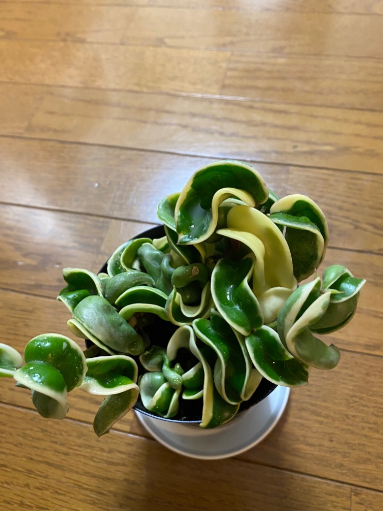 観葉植物 ホヤ(サクララン) コンパクタ 斑入り 3.5号(おまかせ1鉢