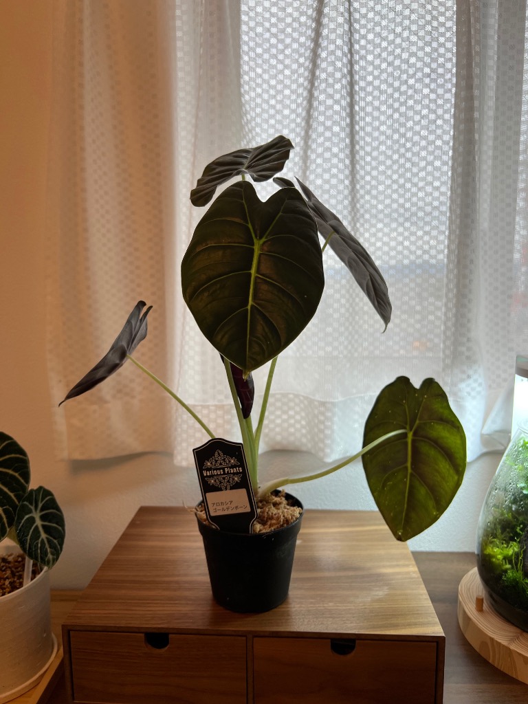 観葉植物 アロカシア ゴールデンボーン 3号(個体おまかせ1鉢