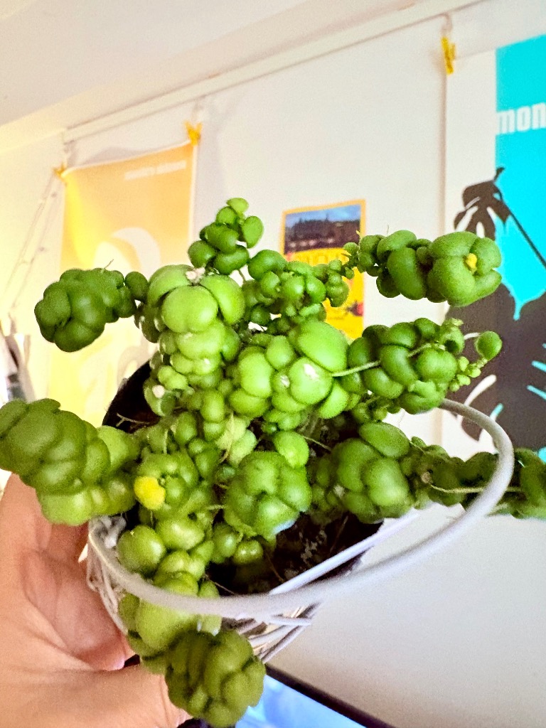 1件目のレビュー画像 | 1