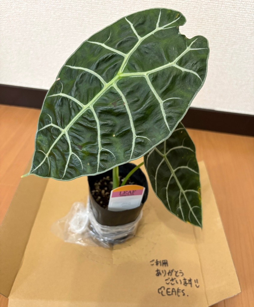 1件目のレビュー画像 | 0
