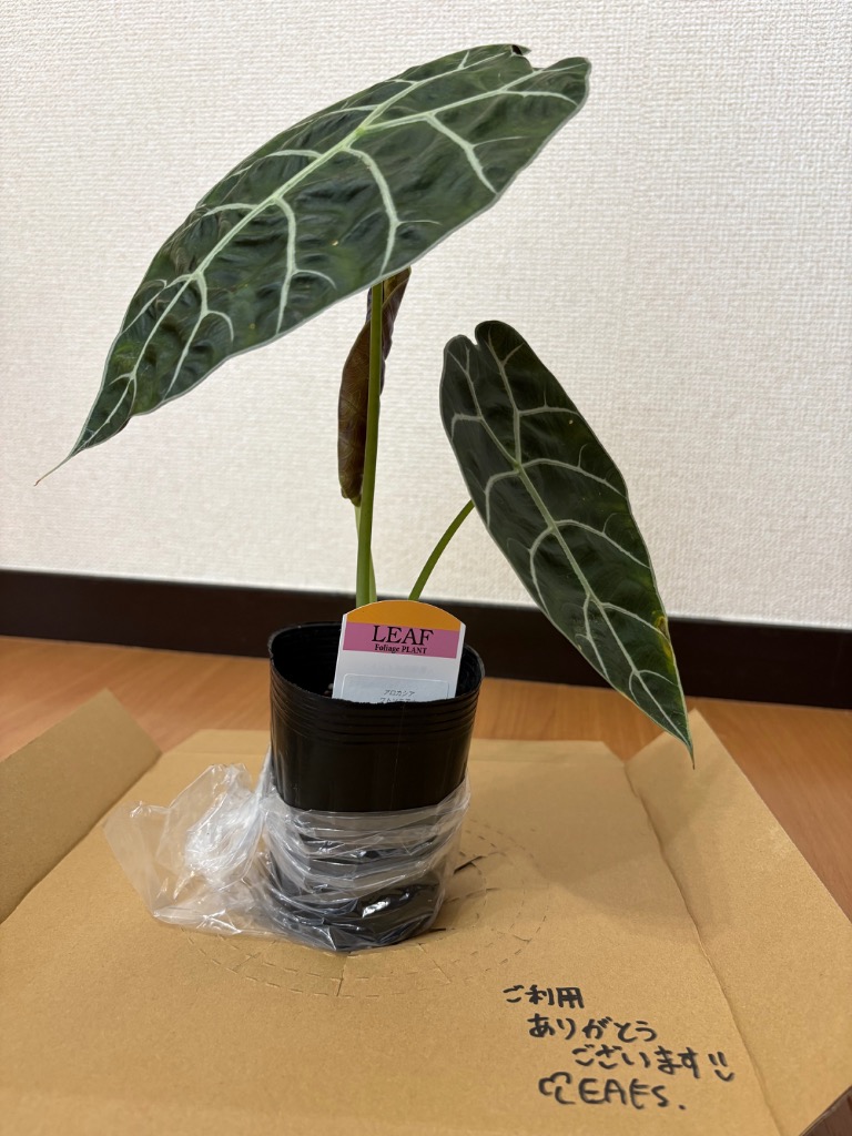 1件目のレビュー画像 | 1