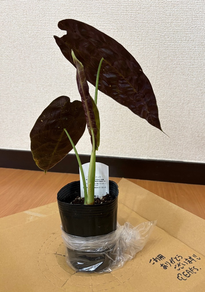 1件目のレビュー画像 | 2