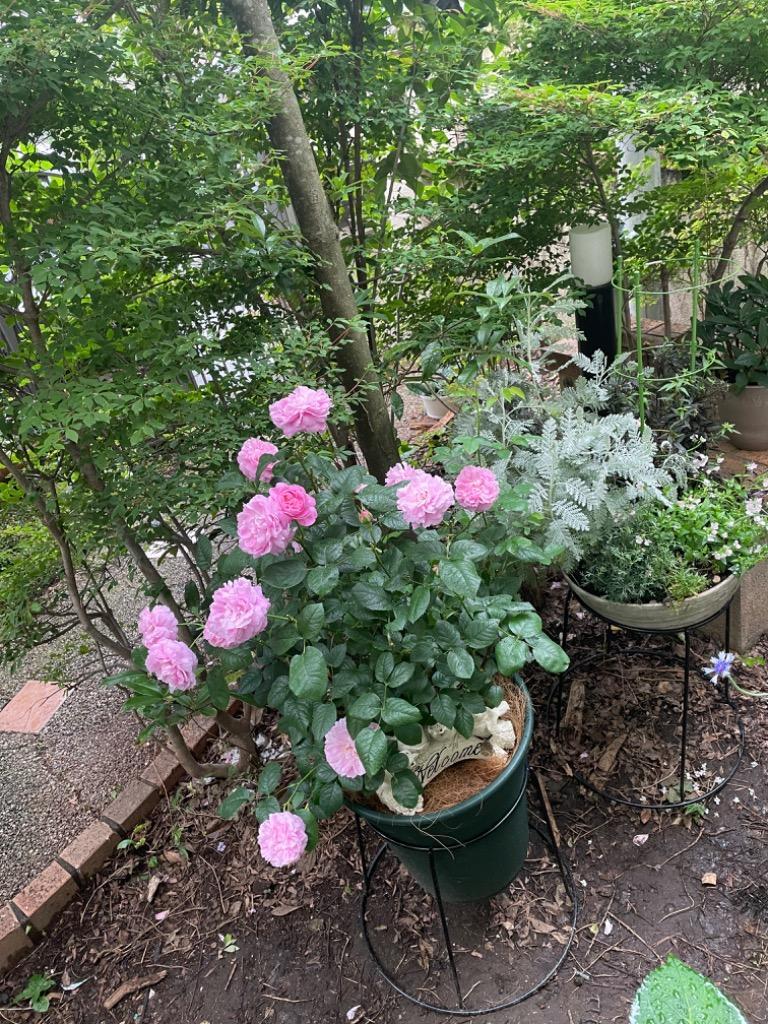 1件目のレビュー画像 | 0