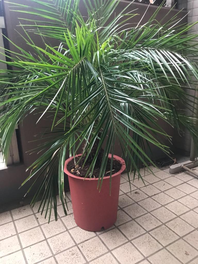 ロベヤシ フェニックス・ロベレニー ヤシ ヤシの木 パームツリー ロベ 61XII8+FU+L._UF350,350_QL80_.jpg