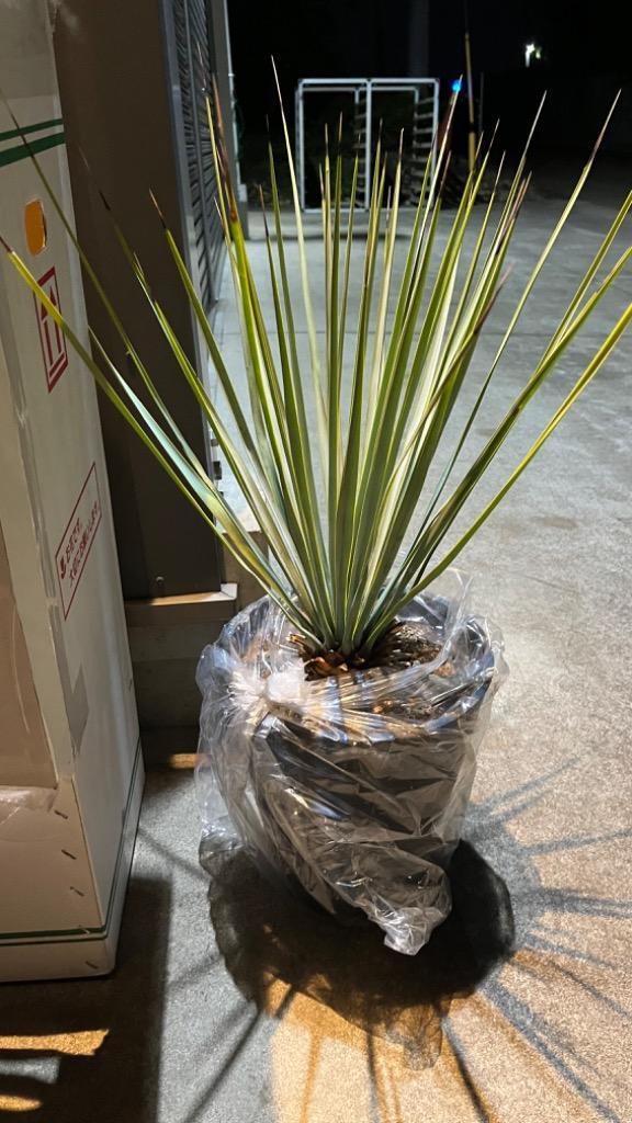 ユッカ リギダ ブルーユッカ 観葉植物 お祝 新築祝い 開店祝い