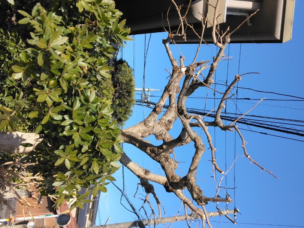 全体のレビュー画像 | 8-1