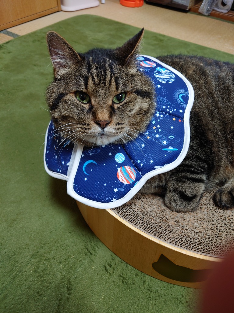猫 ペットライン ダイエティクス キドニーキープ ドライフード2袋 ペットライン ダイエティクス 猫 キドニーキープ リッチテイスト