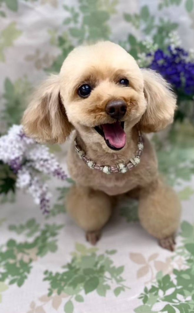 犬 首輪 キラキラ おしゃれ かわいい 猫 セレブ ビーズ