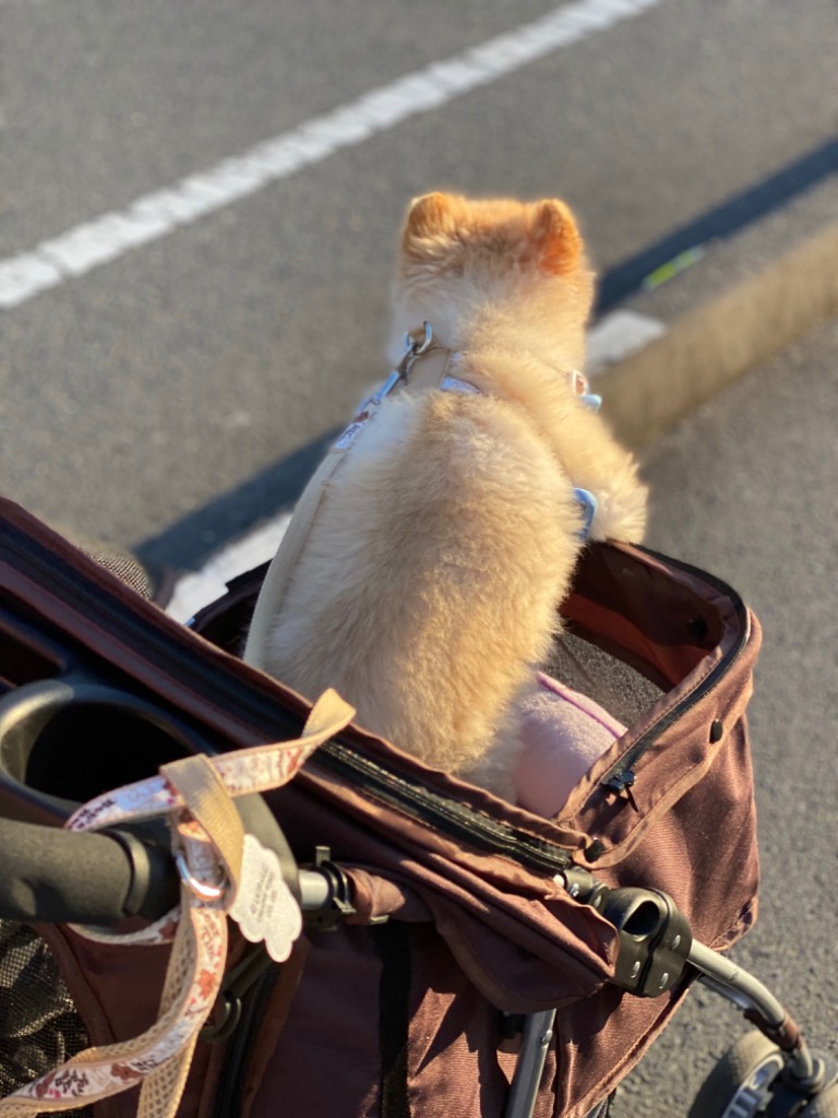 60粒】【あす楽】アンチノールプラス アンチノールplus 犬用