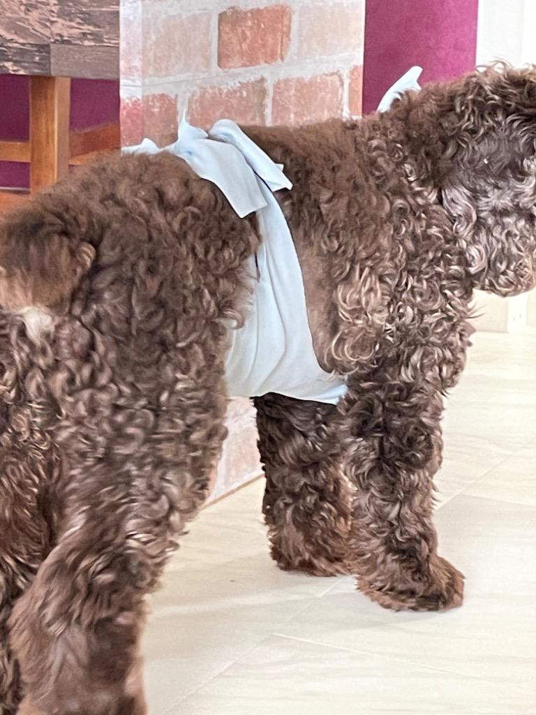 手術後の縫合部保護に犬用「着る包帯」〜術後服〜