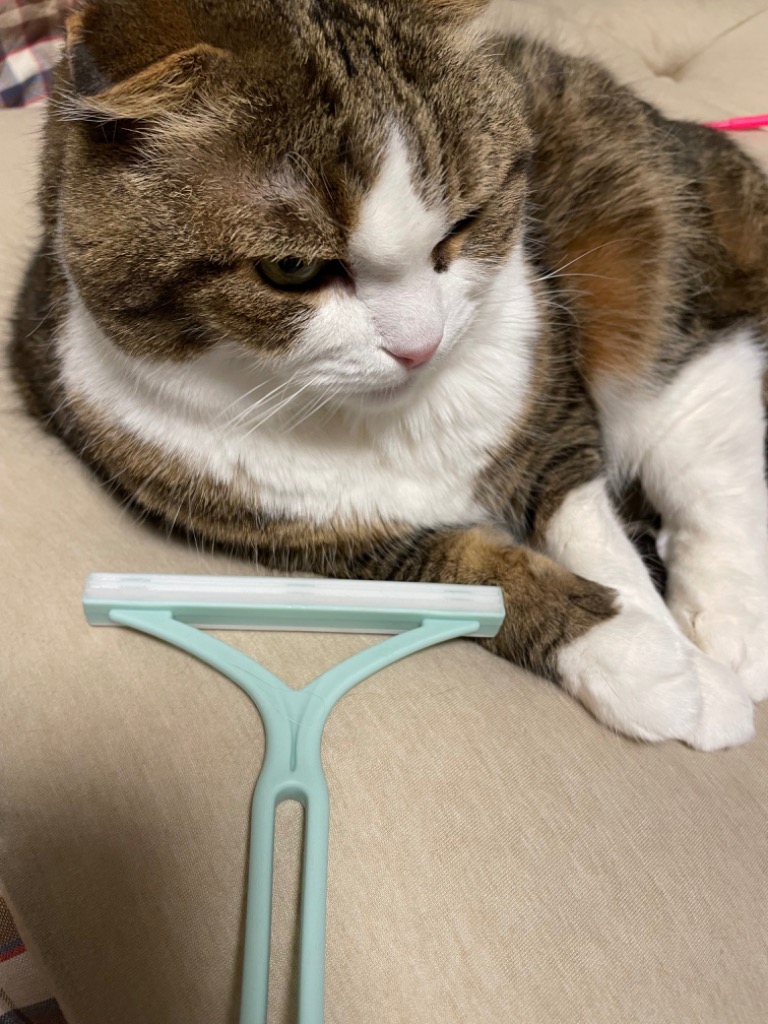 レビュー画像
