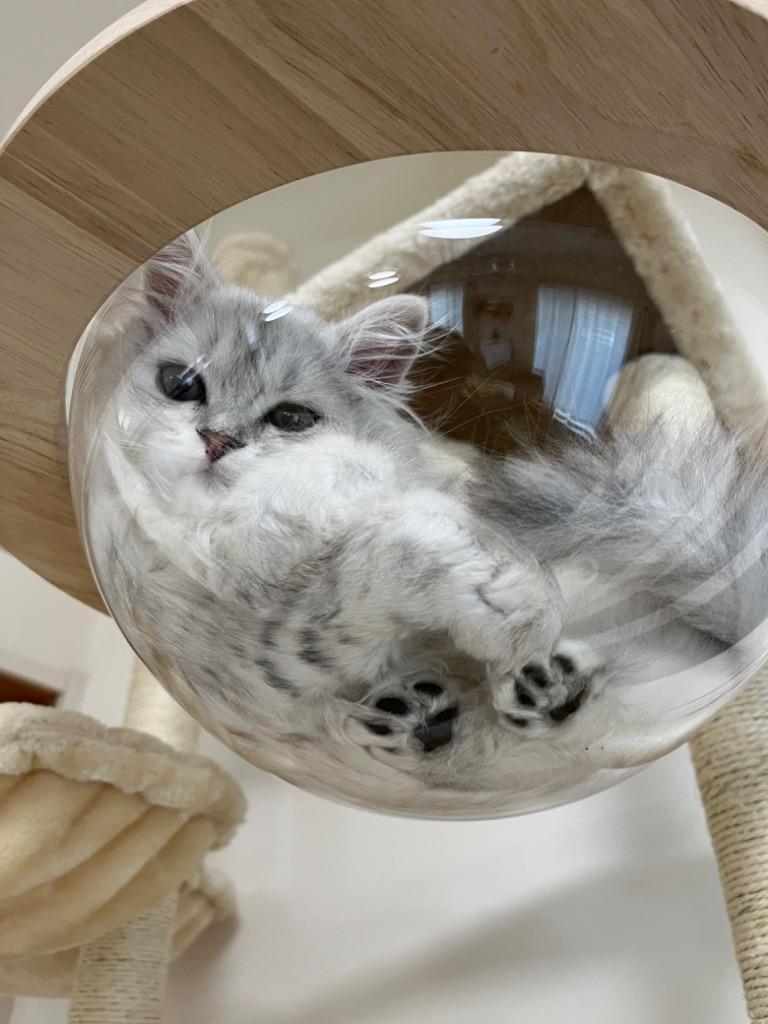全体のレビュー画像 | 8-0