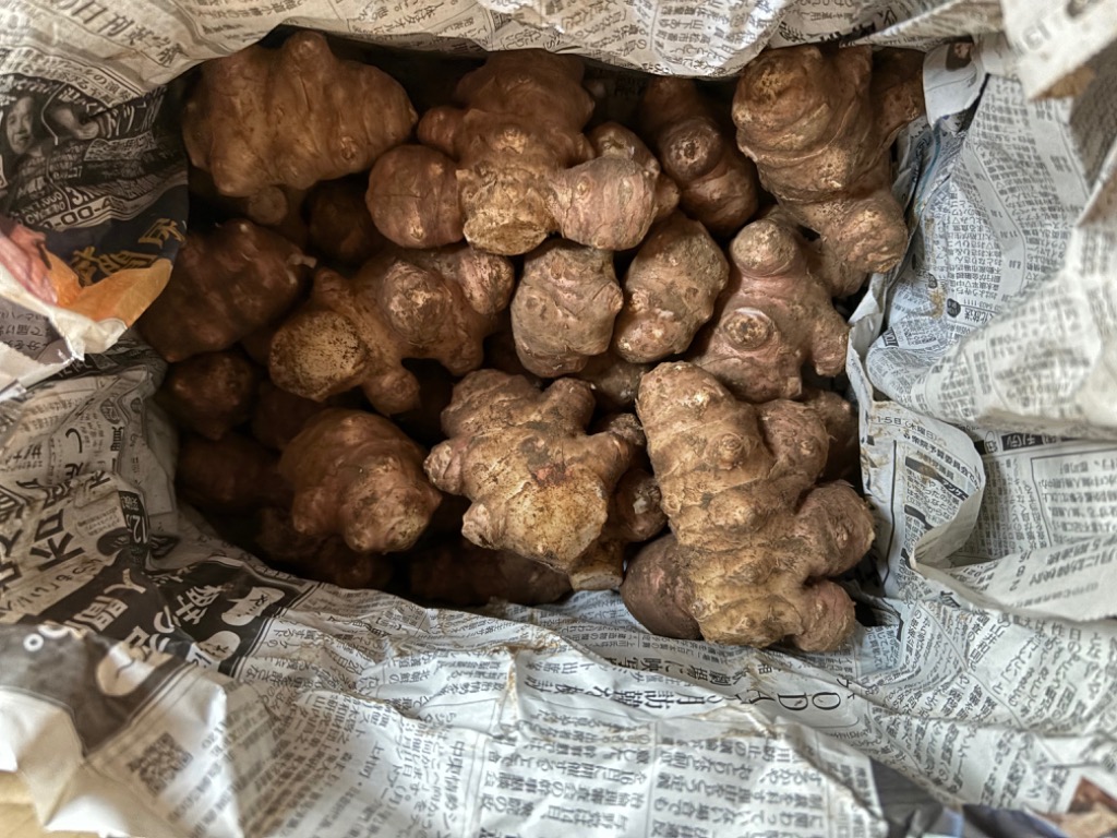赤菊芋 約3kg 群馬県産 土付き 菊芋 生 キクイモ 国産 イヌリン 赤菊芋 約3kg 群馬県産 土付き 菊芋 生 キクイモ 国産 イヌリン