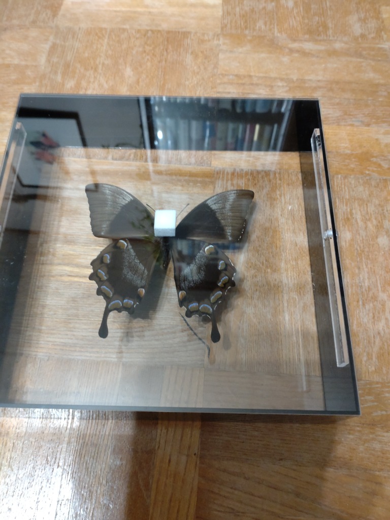 蝶の標本 オオルリアゲハ P.ulysses ブラックフレーム チョウ