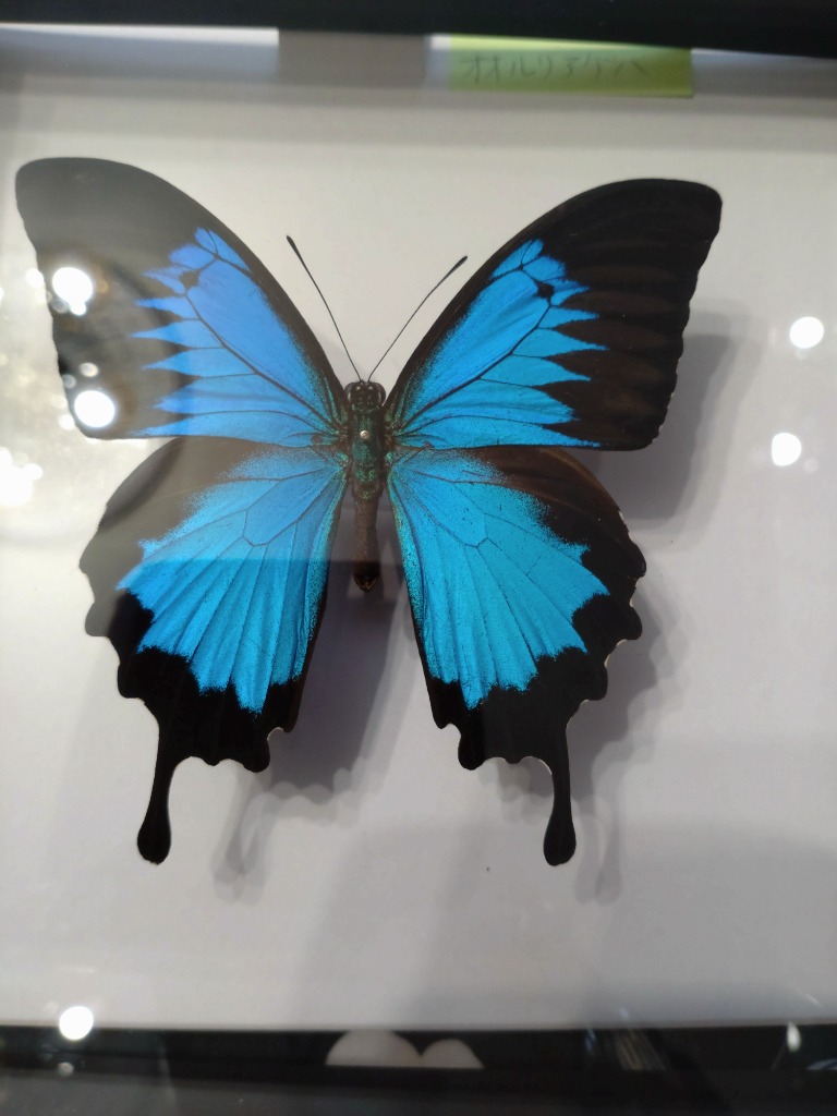 Papilio blumei 蝶の標本 Amazon | 美しい蝶の標本 名和昆虫博物館企画・製作 オオルリ