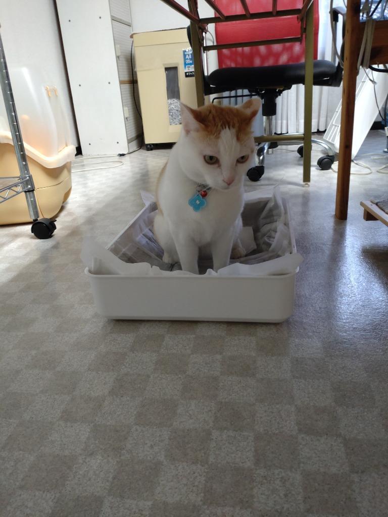 レビュー画像