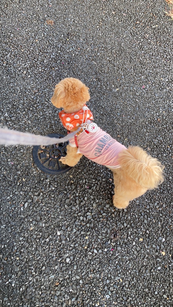 全体のレビュー画像 | 0-0