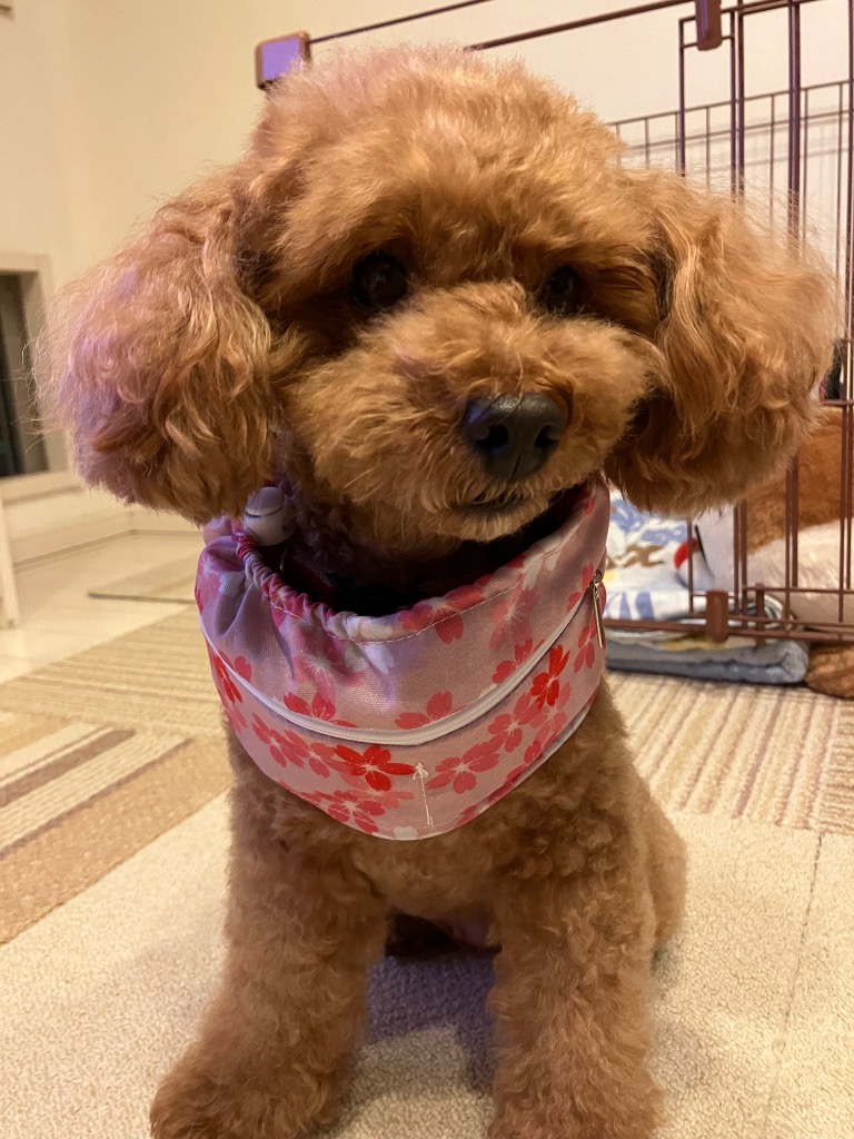 全体のレビュー画像 | 5-0