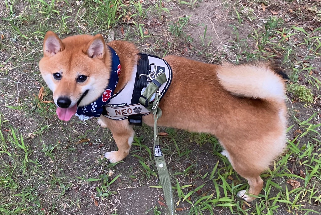 全体のレビュー画像 | 3-0