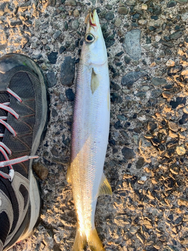 TGスピンテールジグ　セット 楽天市場】スピンテールジグ セットの通販