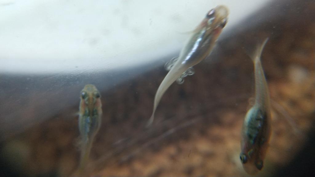 メダカ 鳳凰めだか 未選別 稚魚SS〜Sサイズ 10匹セット 金