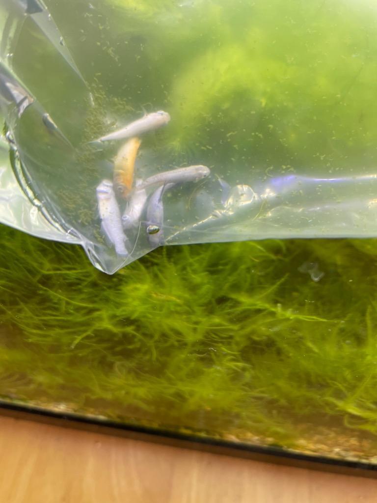 メダカ めだか紀州色彩セット 20匹セット おまけ浮き草付き 水草 ミックス 淡水魚 浮き草