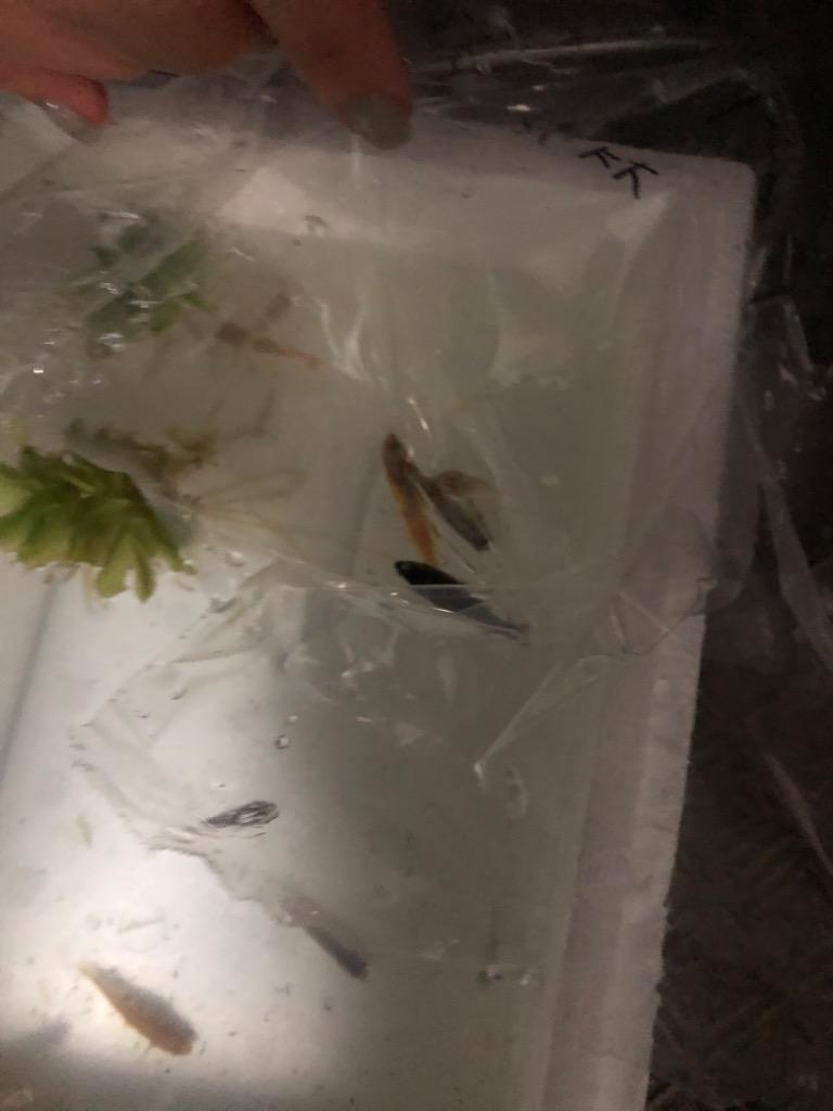 メダカ めだか紀州色彩セット 20匹セット おまけ浮き草付き 水草 ミックス 淡水魚 浮き草