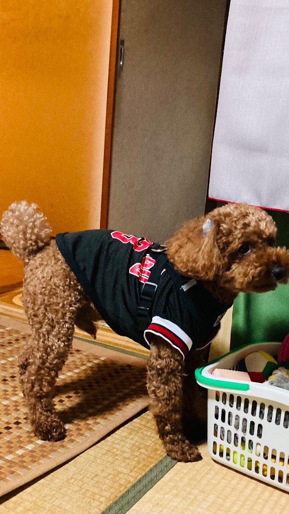 犬服 CHICAGO 23 シカゴ バスケ ロゴ入り メッシュ タンクトップ