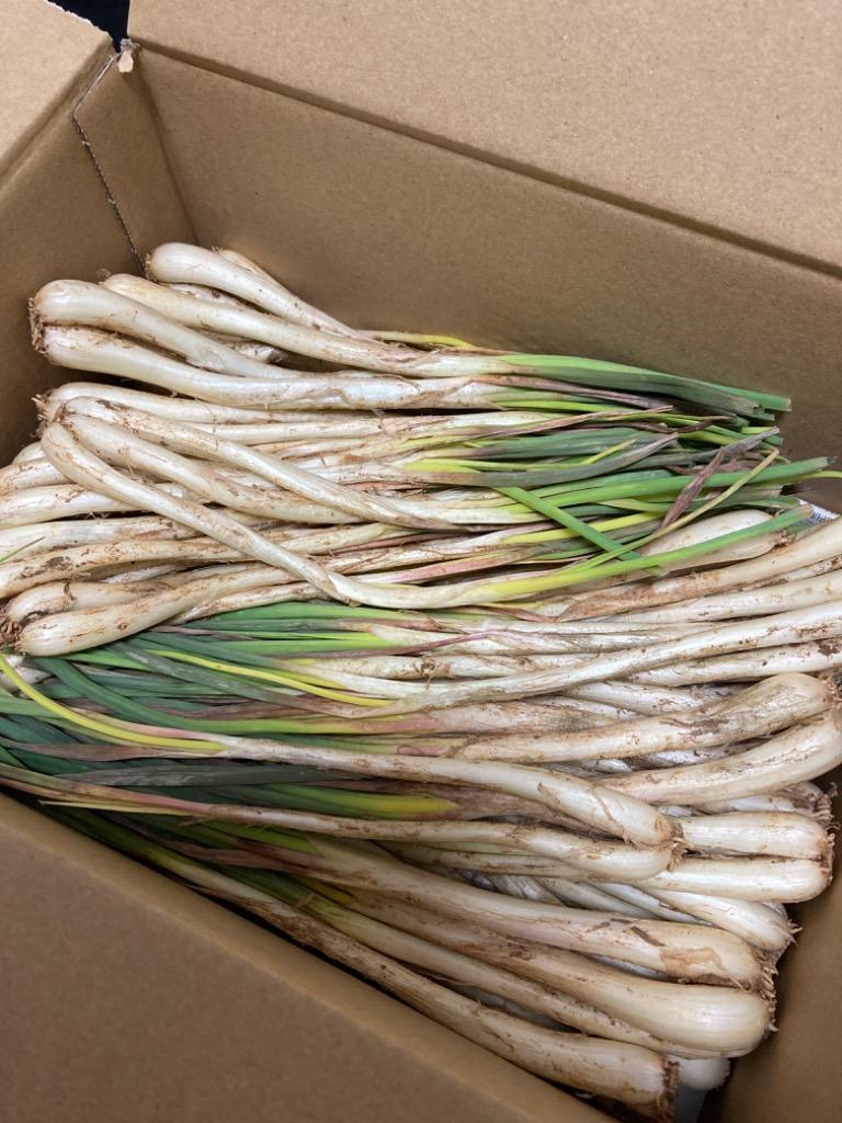 直売所コスパ最強〉沖縄県産Kおばーの島らっきょう 約5kg