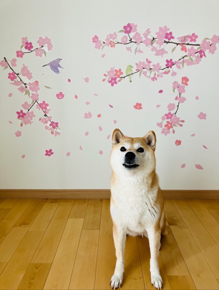 ウォールステッカー さくら咲く はがせる シール 壁紙 花 さくら 植物 飾り付け 桜 サクラ 春 花見 満開 : w0278 : ウォールステッカーのスクウェア  - 通販 - Yahoo!ショッピング