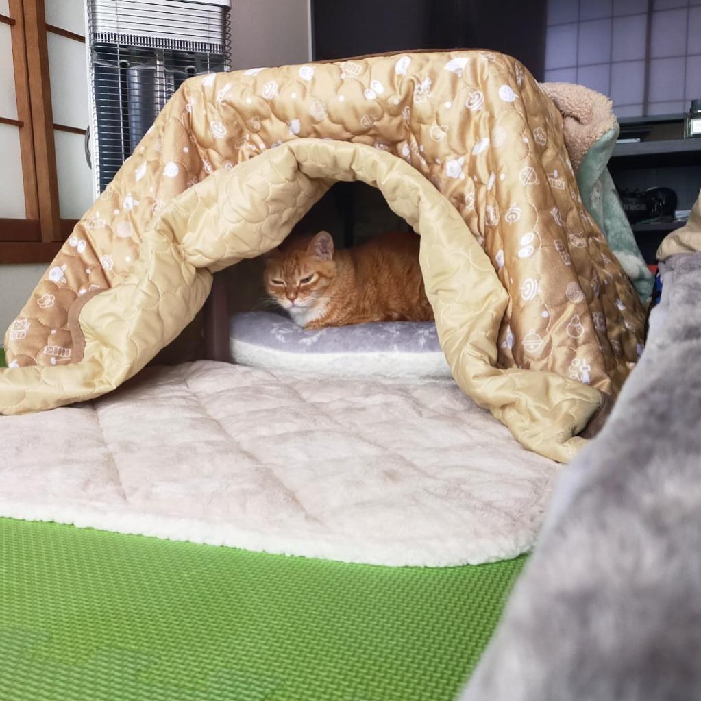 マルカン マルカン 遠赤外線にゃんこの和みこたつ L CT-544 マルカン マルカン 遠赤外線にゃんこの和みこたつ L CT-544