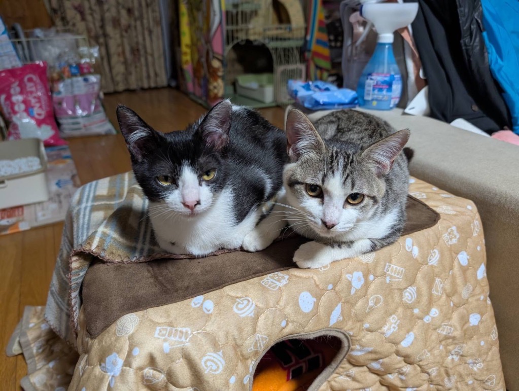 マルカン 【在庫処分】マルカン 遠赤外線にゃんこの和みこたつ 2