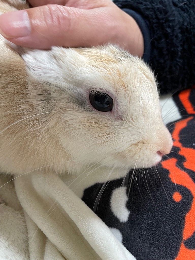 うさぎのきわみ4袋セット ハイペット ハイペット うさぎのきわみ 850g×4個 : magpet