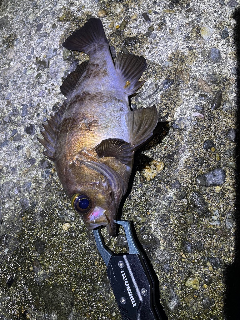 全体のレビュー画像 | 1-0