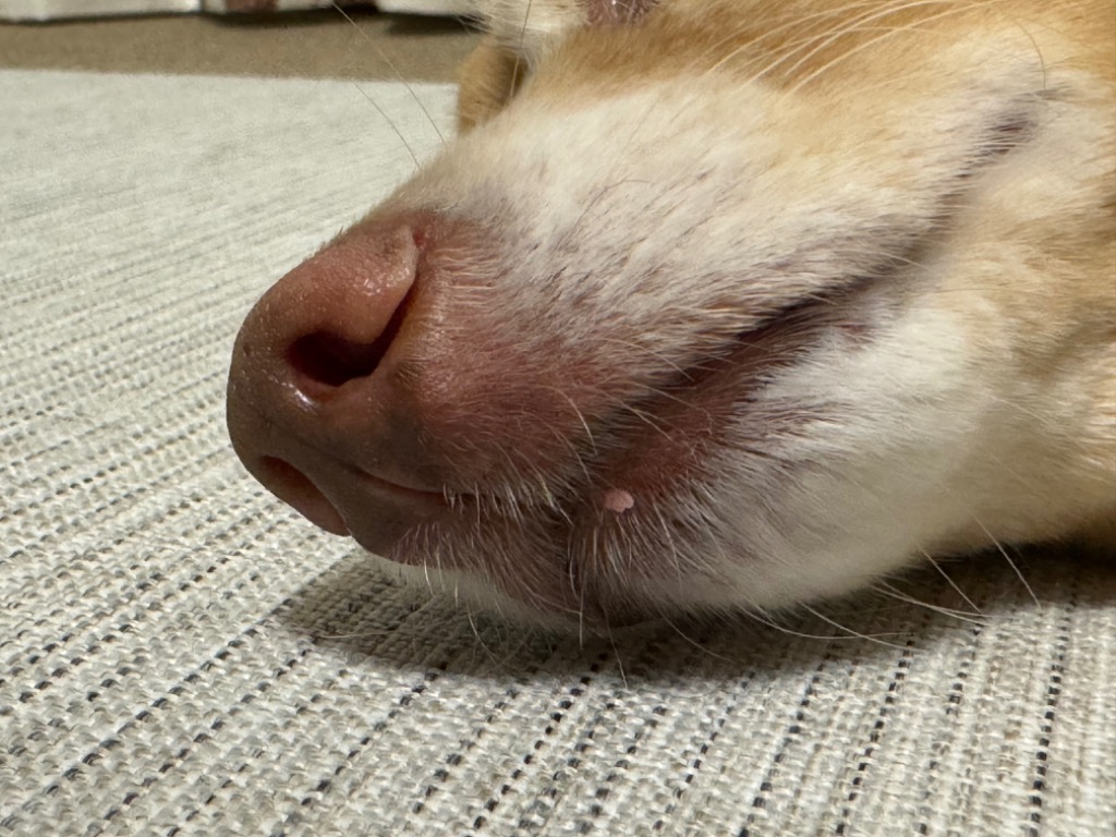 全体のレビュー画像 | 0-1