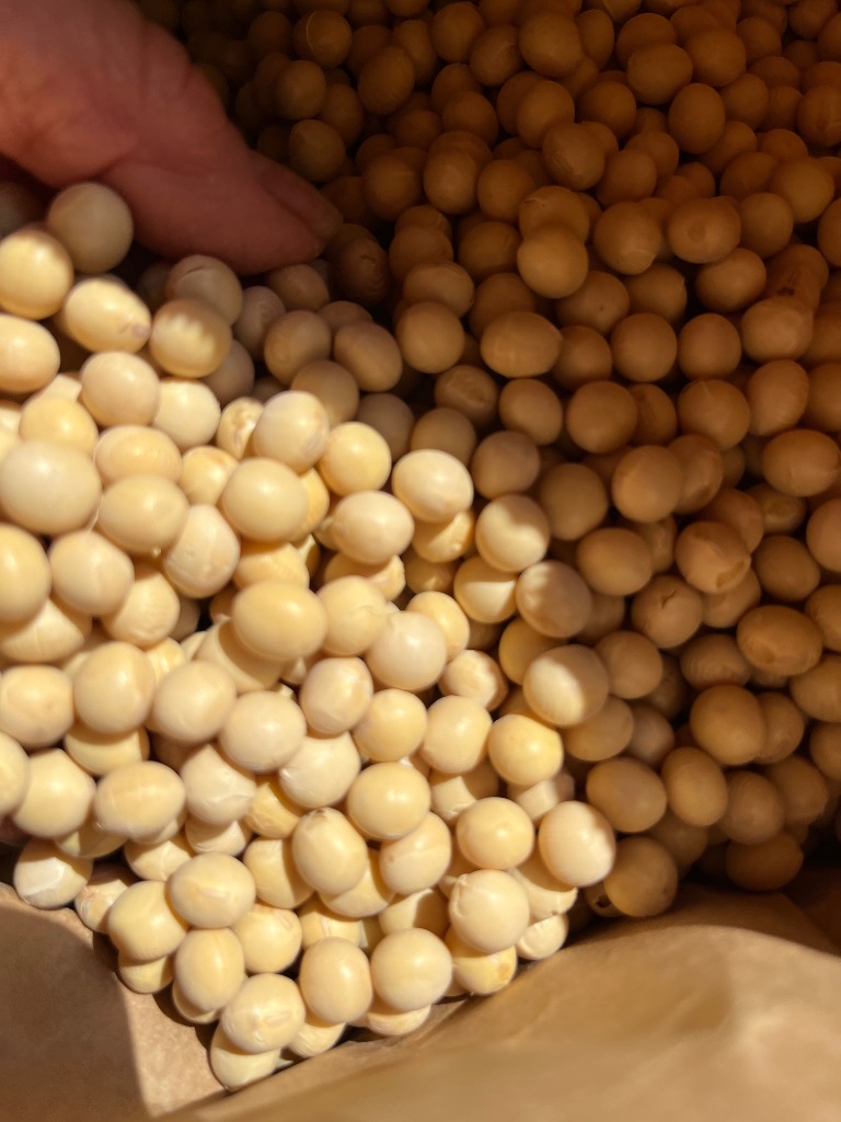 豆 大豆 とよまさり 北海道産 送料無料 味噌 令和7年産 10kg : 豆平