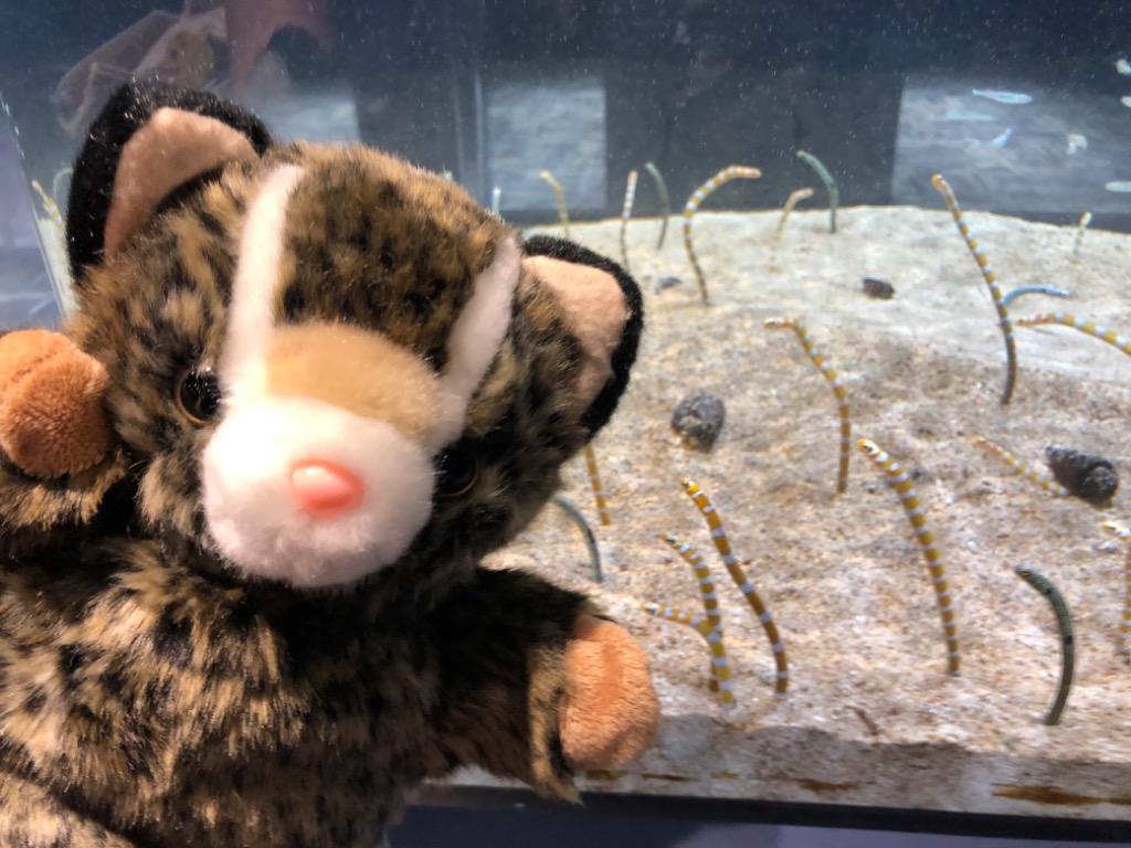 沖縄 お土産 ぬいぐるみ イリオモテヤマネコ ハンドパペット