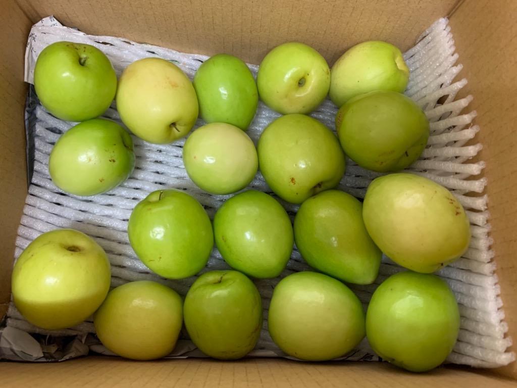 沖縄県産 無農薬 規格外品 フレッシュインドナツメ - メルカリ