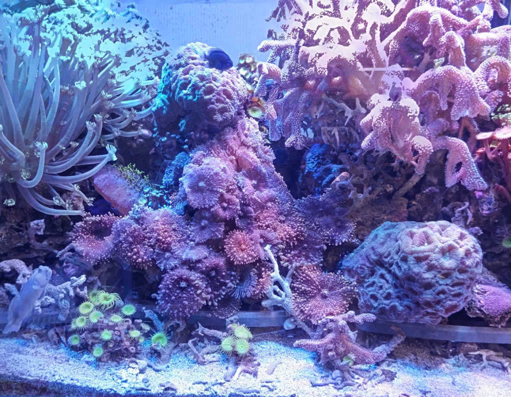 人工海水 マリンソルト 800L用（200L用×4袋） : MANYO 万洋