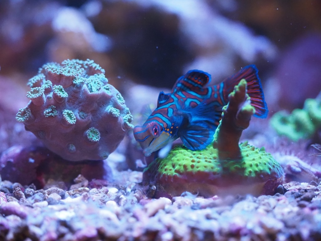 TTS 日本製 業務用 ミネラルシーソルト 熱帯魚 鑑賞魚 水槽 800 Ｌ Amazon.co.jp: ティーティーエス (TTS) TTS 日本製 業務用