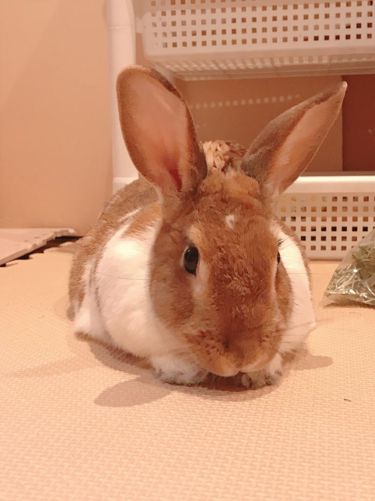 1件目のレビュー画像 | 0