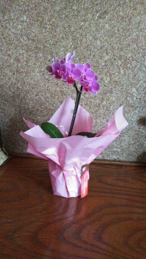 お中元 2022 鉢植え 花 ギフト 選べる マイクロ 胡蝶蘭 鉢植えの花 鉢 