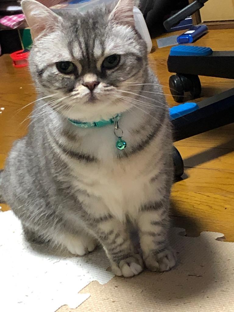ペット用首輪 小型犬用首輪 猫用首輪 いぬ首輪 ねこ首輪 肉球柄