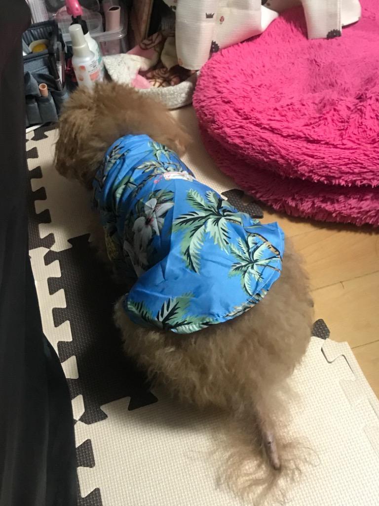 レビュー画像