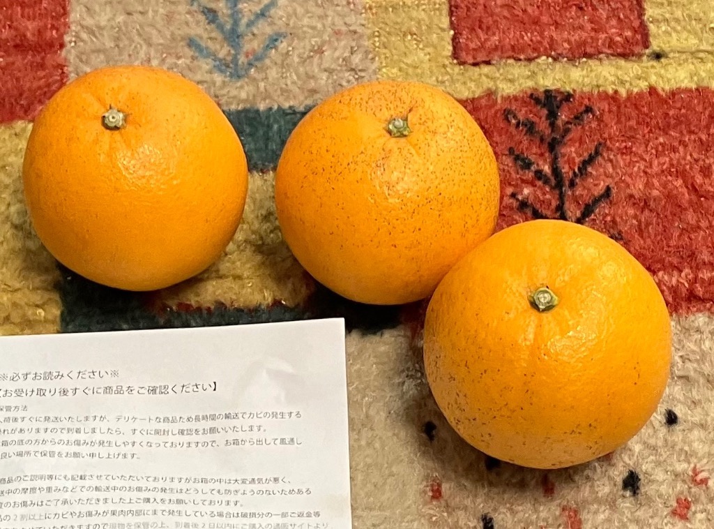 お得な10kg 熊本産ネーブルオレンジ 訳あり ネーブル 約10キロ 熊本産 ご家庭用 ネーブルオレンジ