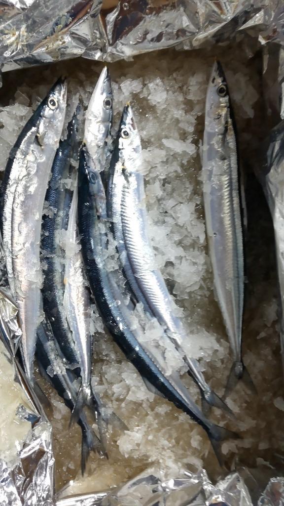 秋刀魚 北海道 さんま とろサンマ 約４kg 40〜42尾 １尾97g前後 根室産 お刺身にできる :sanma-02:しれとこ本舗 - 通販 -  Yahoo!ショッピング