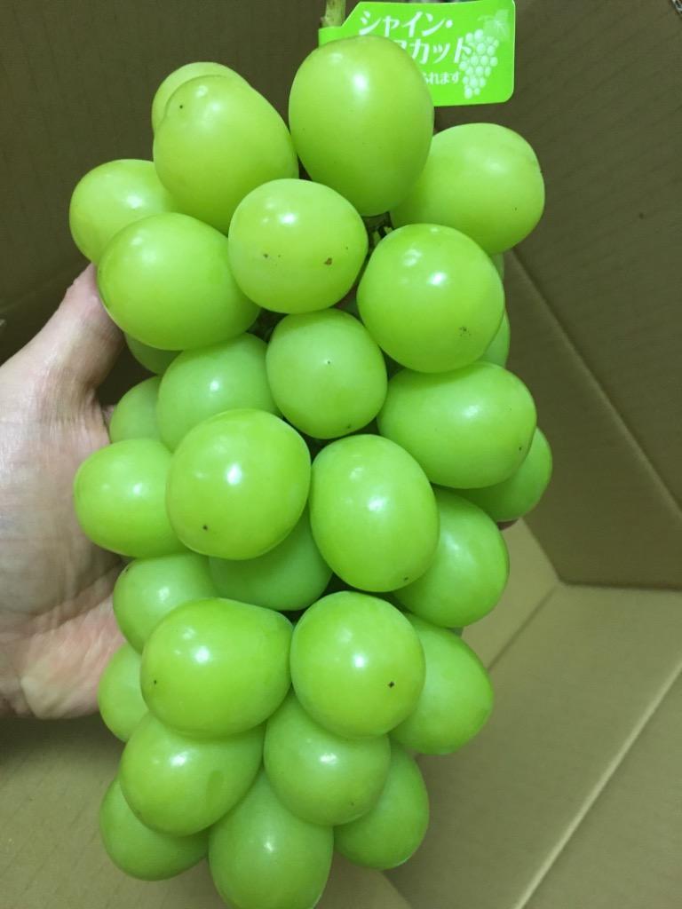 大人気シャインマスカット2kg 2〜3房 大粒 長野県産 種なし皮ごと食べれる ご家庭用 贈答用 ご褒美フルーツ 送料無料(一部の地域除く) :y-4:マルマルシェ(marumarche) - 通販 - Yahoo!ショッピング 大人気シャインマスカット2kg 2〜3房 大粒 長野県産 種なし皮ごと食べれる ご家庭用 贈答用 ご褒美フルーツ 送料無料(一部の地域除く) :y-4:マルマルシェ(marumarche) - 通販 - Yahoo!ショッピング