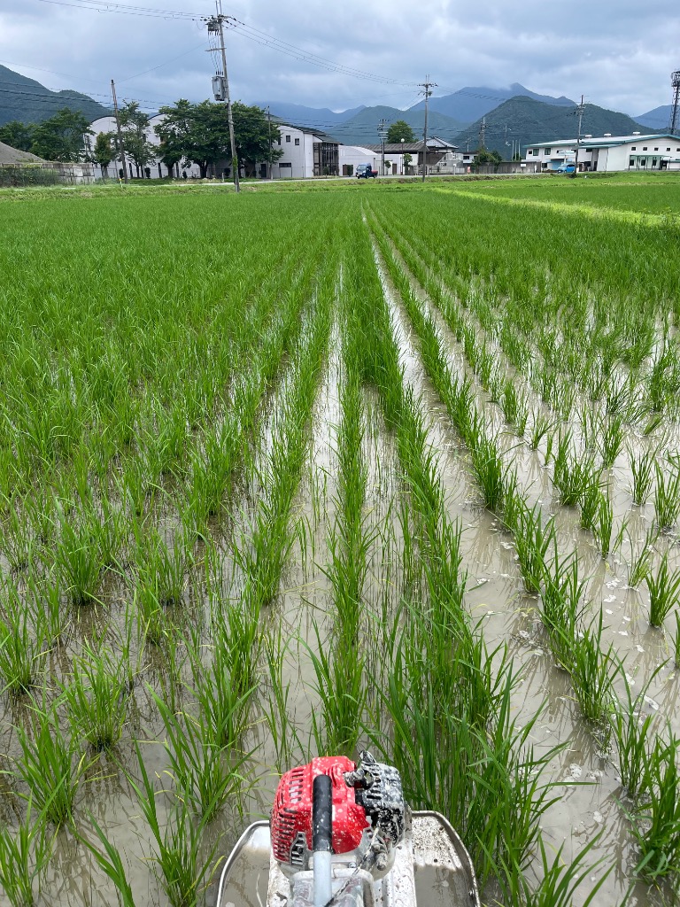 太昭農工機 株間除草機 ミニエース KTG-ES (標準田用) (水田除草機
